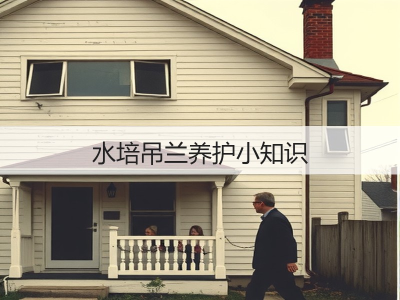 水培吊兰养护小知识