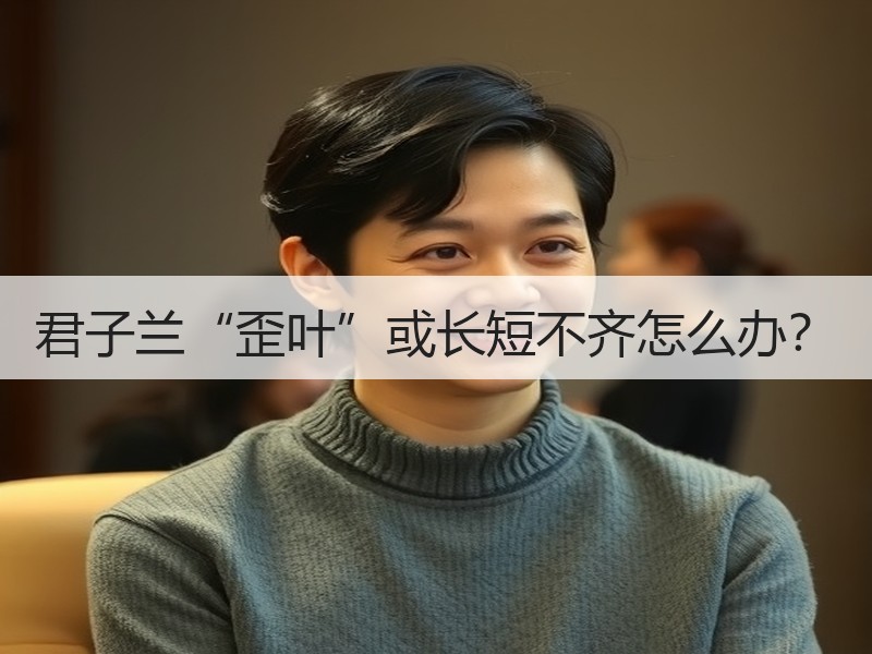 君子兰“歪叶”或长短不齐怎么办？