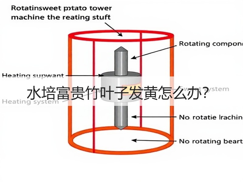 水培富贵竹叶子发黄怎么办？