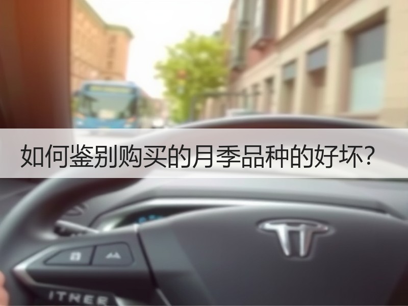 如何鉴别购买的月季品种的好坏？