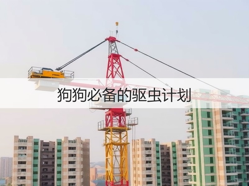狗狗必备的驱虫计划
