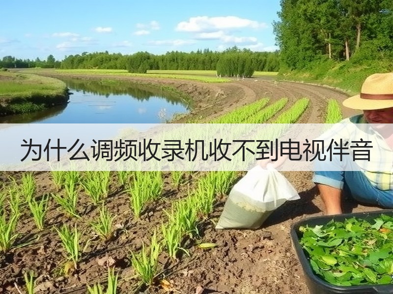 为什么调频收录机收不到电视伴音