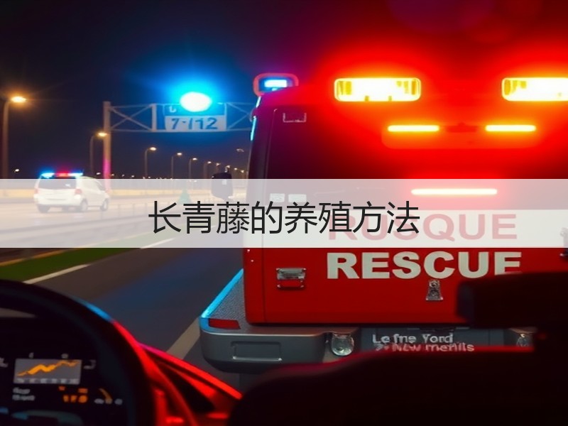 长青藤的养殖方法