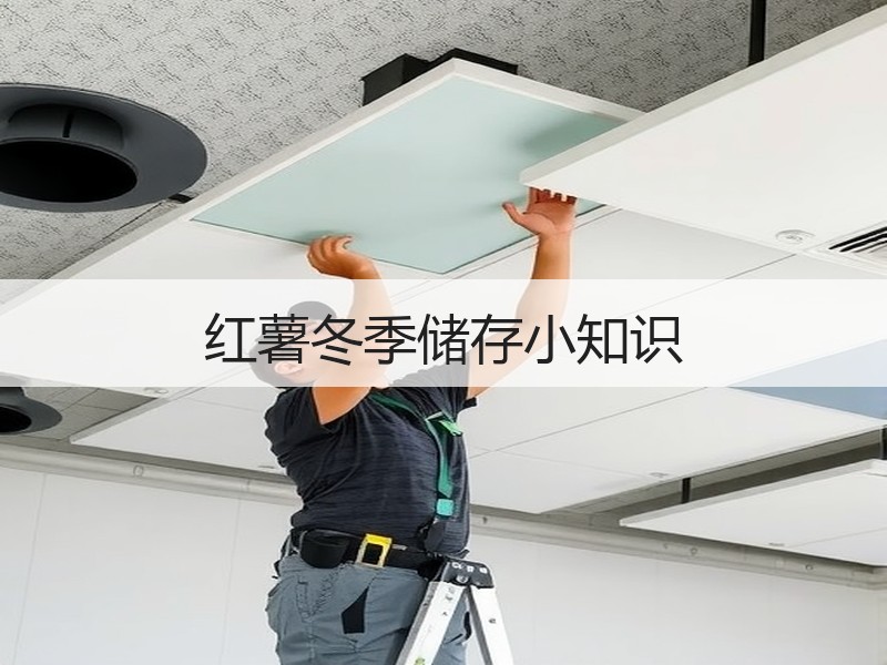 红薯冬季储存小知识