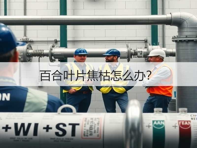 百合叶片焦枯怎么办？