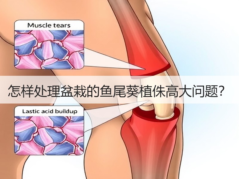 怎样处理盆栽的鱼尾葵植侏高大问题？