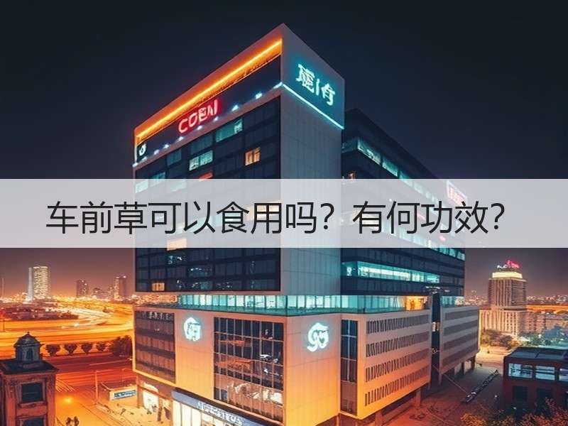 车前草可以食用吗？有何功效？