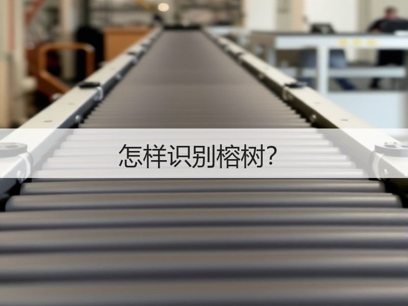 怎样识别榕树？