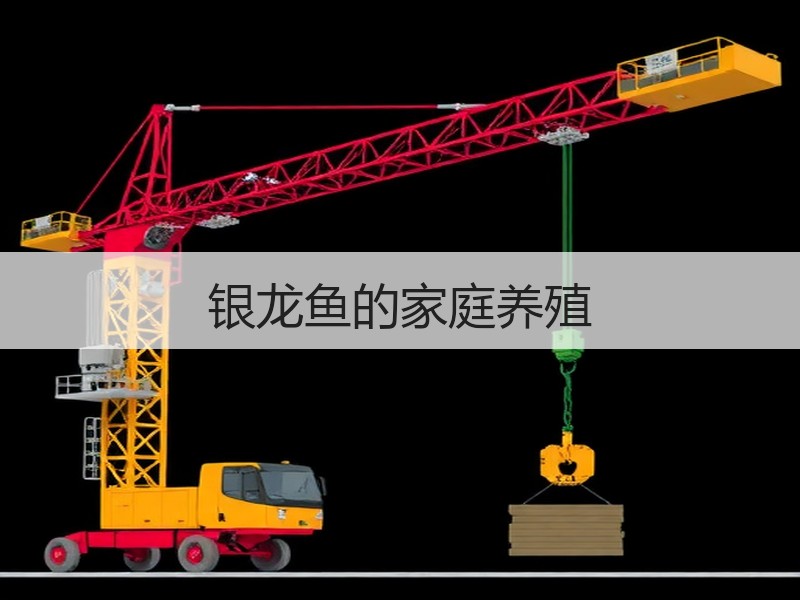 银龙鱼的家庭养殖