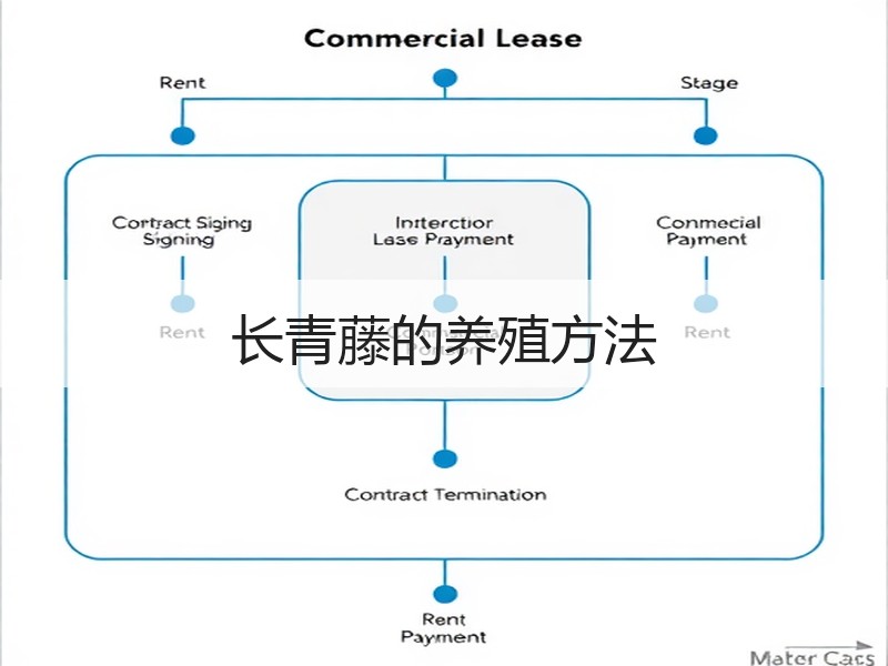 长青藤的养殖方法