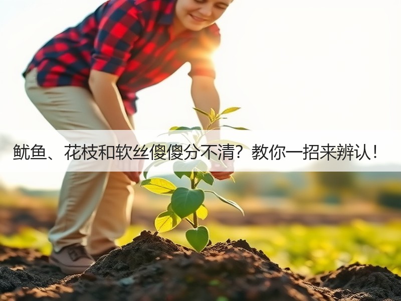 鱿鱼、花枝和软丝傻傻分不清？教你一招来辨认！